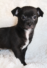 Peke-A-Poo Dogs for adoption in Phelan, CA, USA