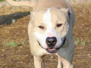 Staffordshire Bull Terrier Dogs for adoption in Fort Wayne, IN, USA