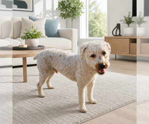 Poodle (Toy) Dogs for adoption in Menifee, CA, USA