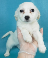 ShiChi Dogs for adoption in Morton Grove, IL, USA