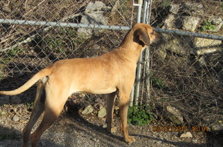 Rhodesian Ridgeback-Unknown Mix Dogs for adoption in Rutledge, TN, USA