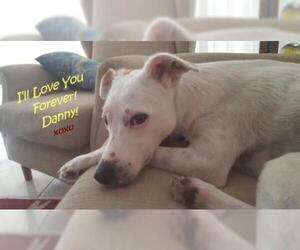 Italian Greyhound-Whippet Mix Dogs for adoption in Deerfield Beach, FL, USA