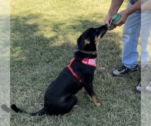 Australian Kelpie-Unknown Mix Dogs for adoption in Winter Park, CO, USA