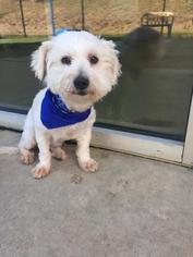 Medium Photo #1 Maltese-Unknown Mix Puppy For Sale in Dallas, TX, USA