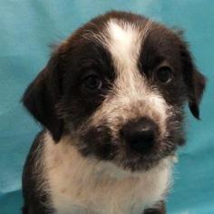 Medium Photo #1 Boston Terrier-English Springer Spaniel Mix Puppy For Sale in Morton Grove, IL, USA