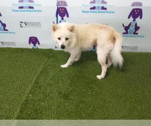 American Eskimo Dog Dogs for adoption in Orlando, FL, USA
