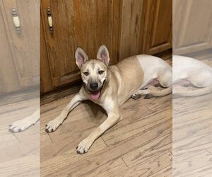 Black Mouth Cur-Carolina Dog Mix Dogs for adoption in Lake Elsinore, CA, USA