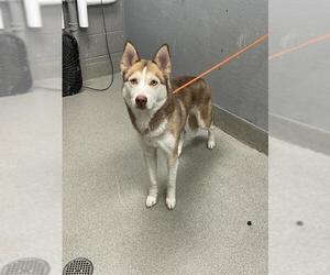 Siberian Husky-Unknown Mix Dogs for adoption in Las Vegas, NV, USA