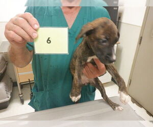 Labrador Retriever-Unknown Mix Dogs for adoption in Oroville, CA, USA