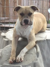 American Staffordshire Terrier-Boxer Mix Dogs for adoption in Del Rio, TX, USA