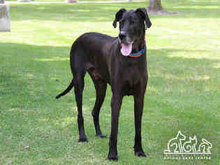 Great Dane Dogs for adoption in Irvine, CA, USA