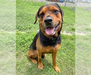 Rottweiler Dogs for adoption in Oak Bluffs, MA, USA