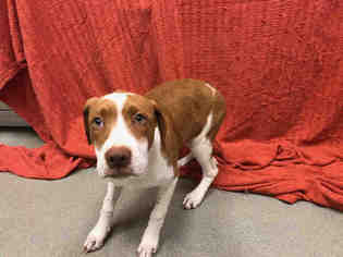 American Bulldog Dogs for adoption in Grovetown, GA, USA