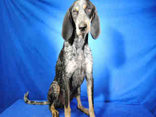 Bluetick Coonhound Dogs for adoption in Ocala, FL, USA