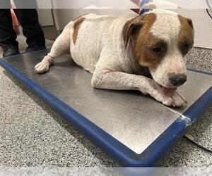 Staffordshire Bull Terrier Dogs for adoption in Houston, TX, USA