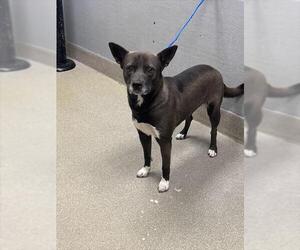 Staffordshire Bull Terrier-Unknown Mix Dogs for adoption in Las Vegas, NV, USA