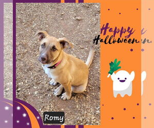 Mutt Dogs for adoption in Granbury, TX, USA