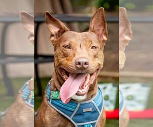 Mutt Dogs for adoption in Holly Springs, NC, USA