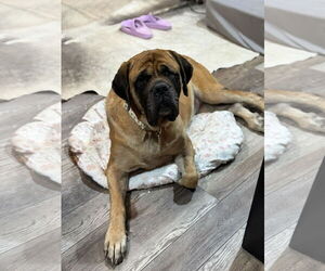 Mastiff Dogs for adoption in Edmond, OK, USA