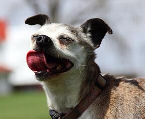 Chihuahua Dogs for adoption in Eldora, IA, USA