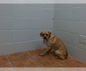 Chihuahua Dogs for adoption in Downey, CA, USA