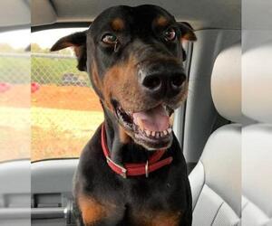 Doberman Pinscher Dogs for adoption in San Antonio, TX, USA