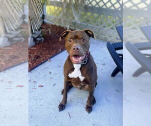 Mutt Dogs for adoption in Sykesville, MD, USA