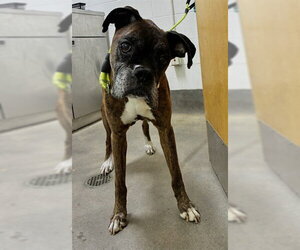 Boxer Dogs for adoption in Forestville, MD, USA