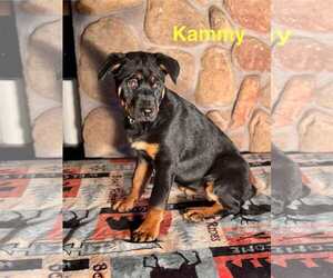 Rottweiler-Unknown Mix Dogs for adoption in Minneapolis, MN, USA