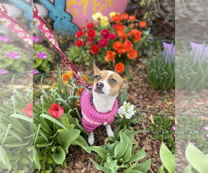 Jack Chi Dogs for adoption in Mount Laurel, NJ, USA
