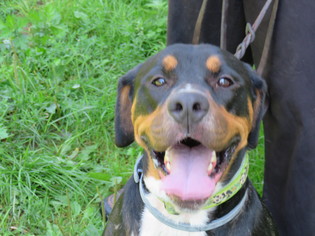 Rottweiler-Unknown Mix Dogs for adoption in Effort, PA, USA