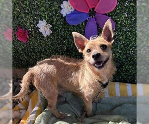 Cairn Terrier Dogs for adoption in Austin, TX, USA