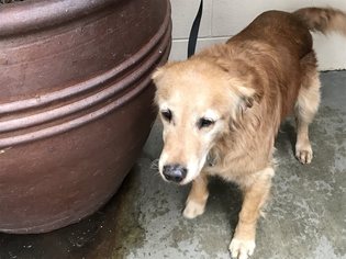 Golden Retriever Dogs for adoption in pomona, CA, USA