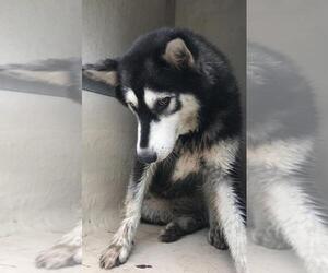 Alaskan Husky Dogs for adoption in San Antonio, TX, USA