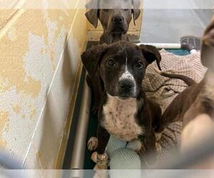 American Pit Bull Terrier-Unknown Mix Dogs for adoption in Tulsa, OK, USA