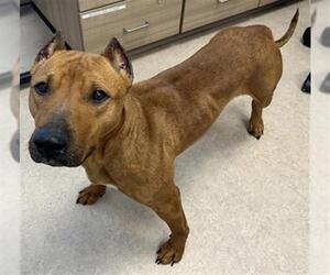 American Pit Bull Terrier Dogs for adoption in Saginaw, MI, USA