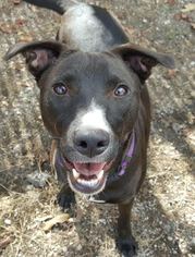 Small American Pit Bull Terrier-Labrador Retriever Mix