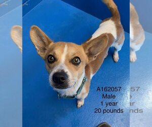 Chihuahua-Unknown Mix Dogs for adoption in Calgary, Alberta, Canada