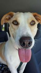 Medium Photo #1 Basset Hound-Unknown Mix Puppy For Sale in Wylie, TX, USA