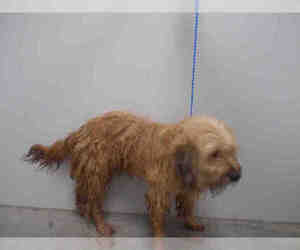 Skye Terrier Dogs for adoption in Rosenberg, TX, USA