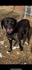 Labrador Retriever-Unknown Mix Dogs for adoption in South Park, PA, USA