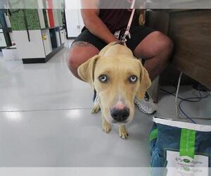Catahoula Leopard Dog-Unknown Mix Dogs for adoption in Temple, TX, USA
