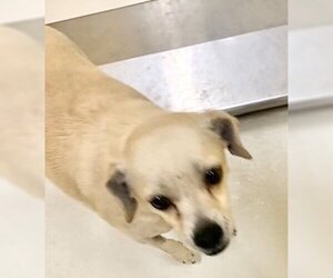 Chihuahua Dogs for adoption in Pampa, TX, USA