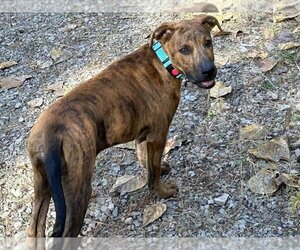 Catahoula Leopard Dog-Unknown Mix Dogs for adoption in Polson, MT, USA
