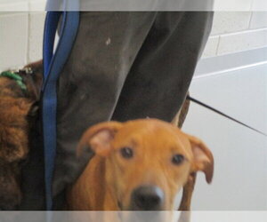 Labrador Retriever Dogs for adoption in Ocala, FL, USA