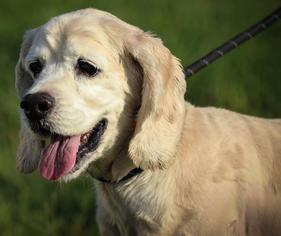 Golden Cocker Retriever Dogs for adoption in Westminster, MD, USA