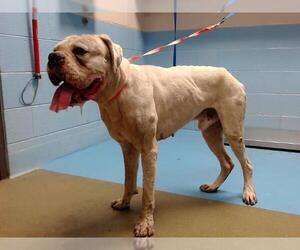 Boxer-Unknown Mix Dogs for adoption in Moreno Valley, CA, USA