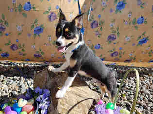 Medium Photo #1 Shiba Inu-Unknown Mix Puppy For Sale in Fairfield, CA, USA