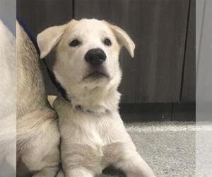 German Shepherd Dog Dogs for adoption in Conroe, TX, USA