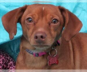 Chiweenie Dogs for adoption in Cuba, NY, USA